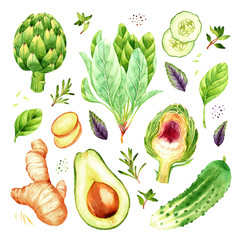 Isolated watercolor vegetables set with artichoke, rosemary, thyme, basil, spinach, ginger, cucumber, avocado on white background