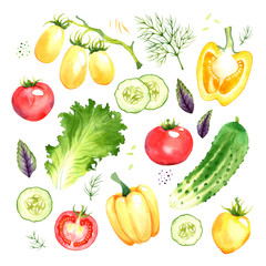 Isolated watercolor vegetables set with tomato, pepper, lettuce, cucumber, basil, dill on white background