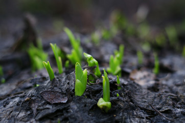 Green flowers shoots in dry ground. Spring background concept.