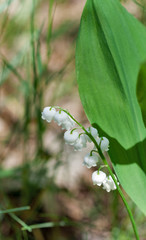 lily of the valley flowers closeup