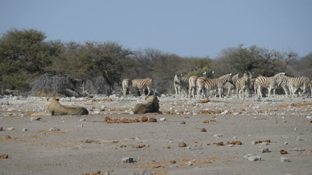 Two Lions lying down on the ground. Herd of Zebras (defocused) walking undisturbed in the background. Wildlife safari in the Etosha National Park, main tourist attraction in Namibia, Africa.