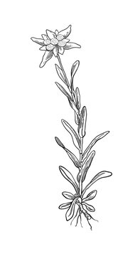 Black silhouette outline edelweiss flower, the symbol of alpinism, with stalk and leaves, isolated on white. Vector botanical illustration