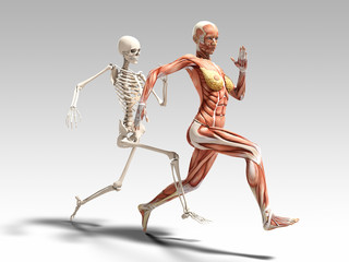 Female muscle anatomy and skeleton running 3D Illustration