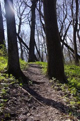 Path between the trees