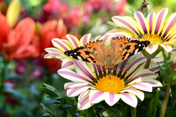 Schmetterling 306 © K.-U. Häßler