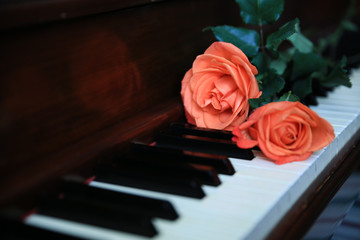 Piano-Rose 3