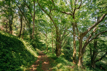 Fototapeta na wymiar Lane, Path, Way For Light Walking In Summer Deciduous Forest Between
