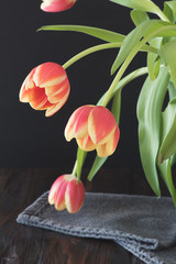 Obraz premium Tulpen (Tulipa)