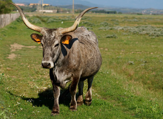 Maremmana breed cow in southern Tuscany