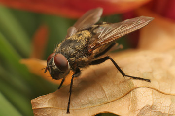 Fly on leaf