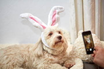 Taking photo of havanese dog with easter bunny ears - 145387431