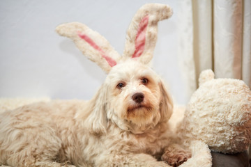 Havanese dog with easter bunny ears - 145387439