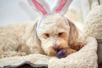 Havanese dog with easter bunny ears