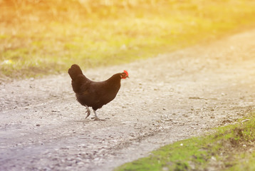 business black hen crossing the road in the village of Sunny day