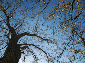 sinuous branches of the trees against the blue sky, bottom view