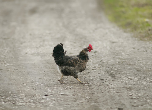 black chicken crossing the road business in the village