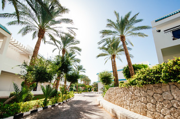 Fototapeta premium palm trees