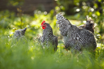 Chickens on a background of green plants.