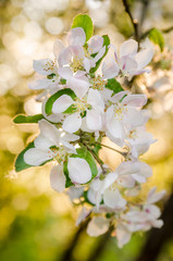 Branch of blossoming apple-tree, close-up
