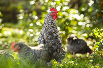 Rooster and chickens on a background of green plants.