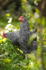 Chickens on a background of green plants.