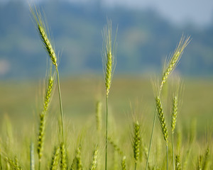 Green wheat closeup