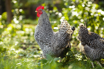 Rooster and chickens on a background of green plants.