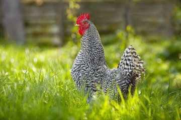 Rooster on a background of green plants.