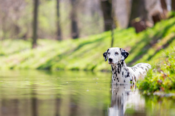 dalmatian