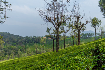 Wide view of green tea plantations with trees in between, Ooty, India, 19 Aug 2016