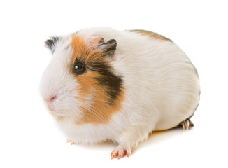 guinea pig in studio