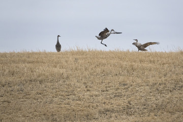 Two Sandhill Cranes Performing Mating Dance while another Sandhill Crane Watches