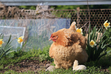 The spring brood of Chicks with the mother...
