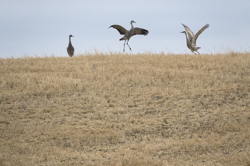 Two Sandhill Cranes Performing Mating Dance while another Sandhill Crane Watches