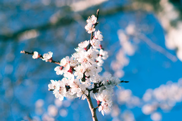 Flowering apricot in the park.