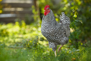 Rooster on a background of green plants.
