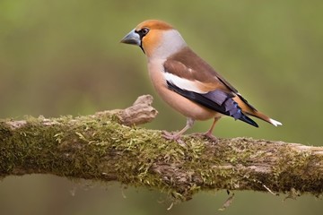 Coccothraustes coccothraustes, Hawfinch, sitting on a branch moss-grown. Wildlife. Europe, country slovakia. 