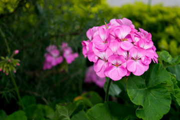 Fototapeta premium Pink hydrangea flower