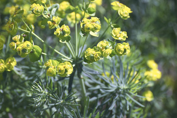 flowers of eufhorbia