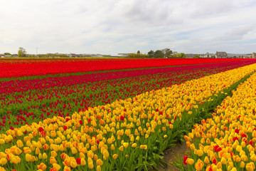 Beautiful flower field in spring time in The Netherlands.