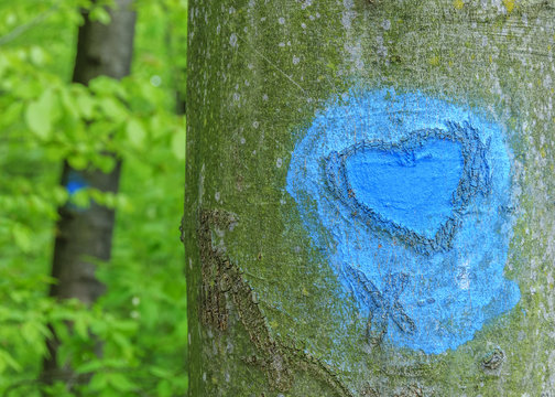 Herz in Rinde eines Baum