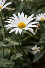 Chamomile
