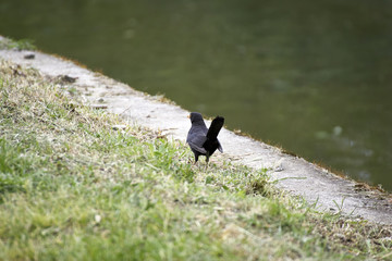 detail of blackbird near a canal