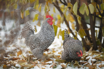 Rooster and hen on a background of autumn leaves and the first snow.