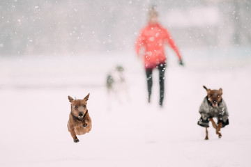 Miniature Pinscher Pinchers Min Pin Playing And Running Together