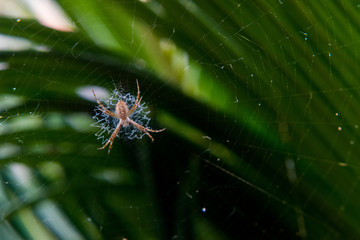 Spider in the wild