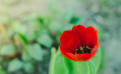 Red tulip