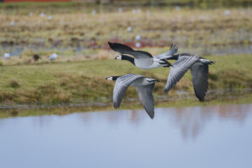Flyong  white-skinned geese