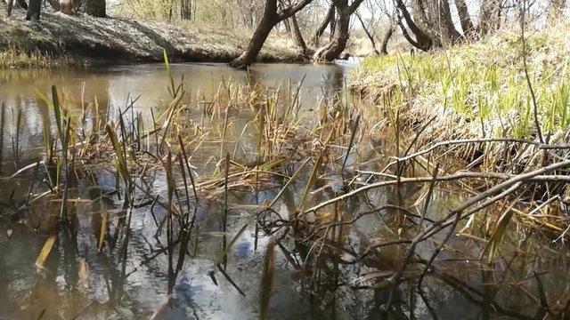Time-lapse. A forest spring in spring. Windy.