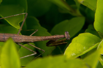 Bug on grass